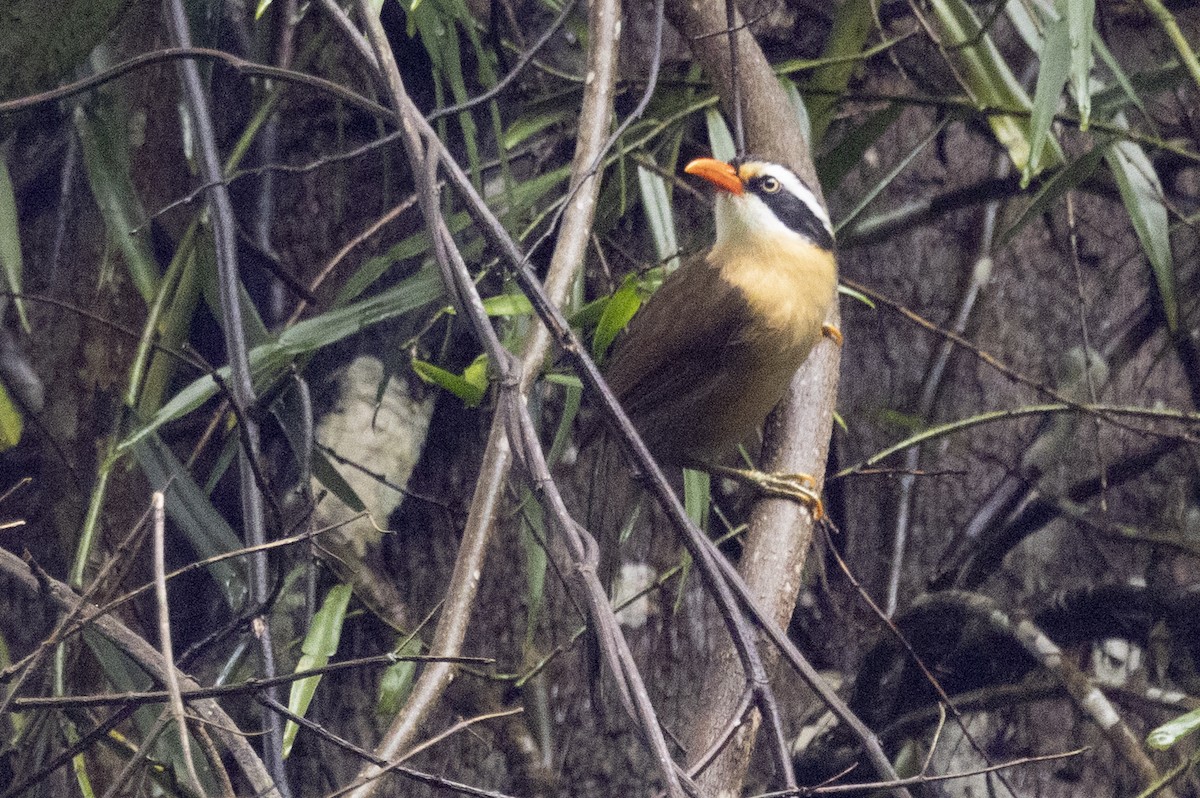 Силамбан буроголовий - ML645771002