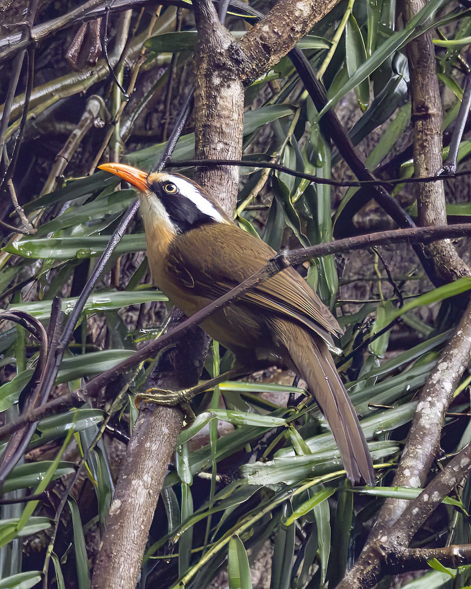 Силамбан буроголовий - ML645771003