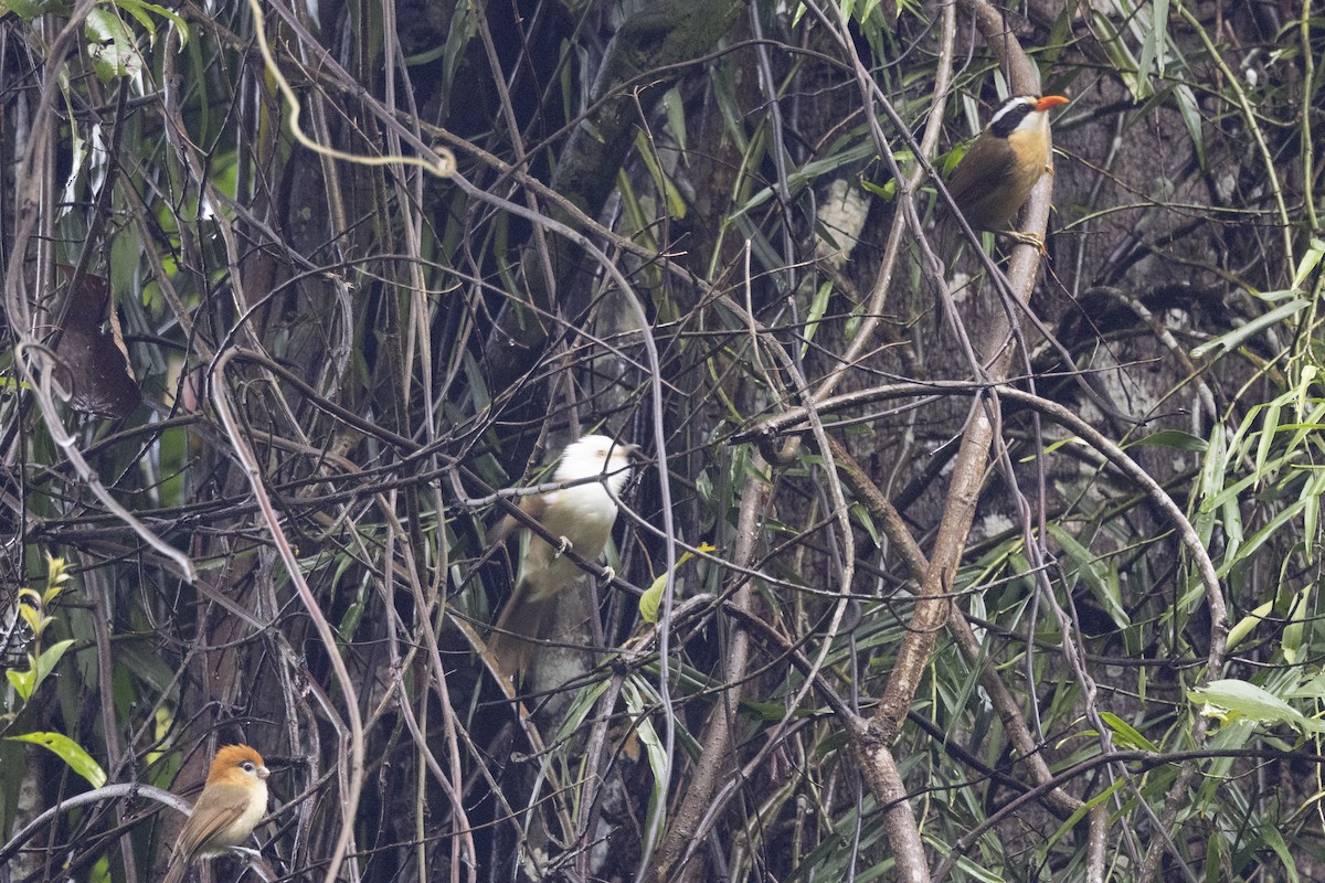 Силамбан буроголовий - ML645771004