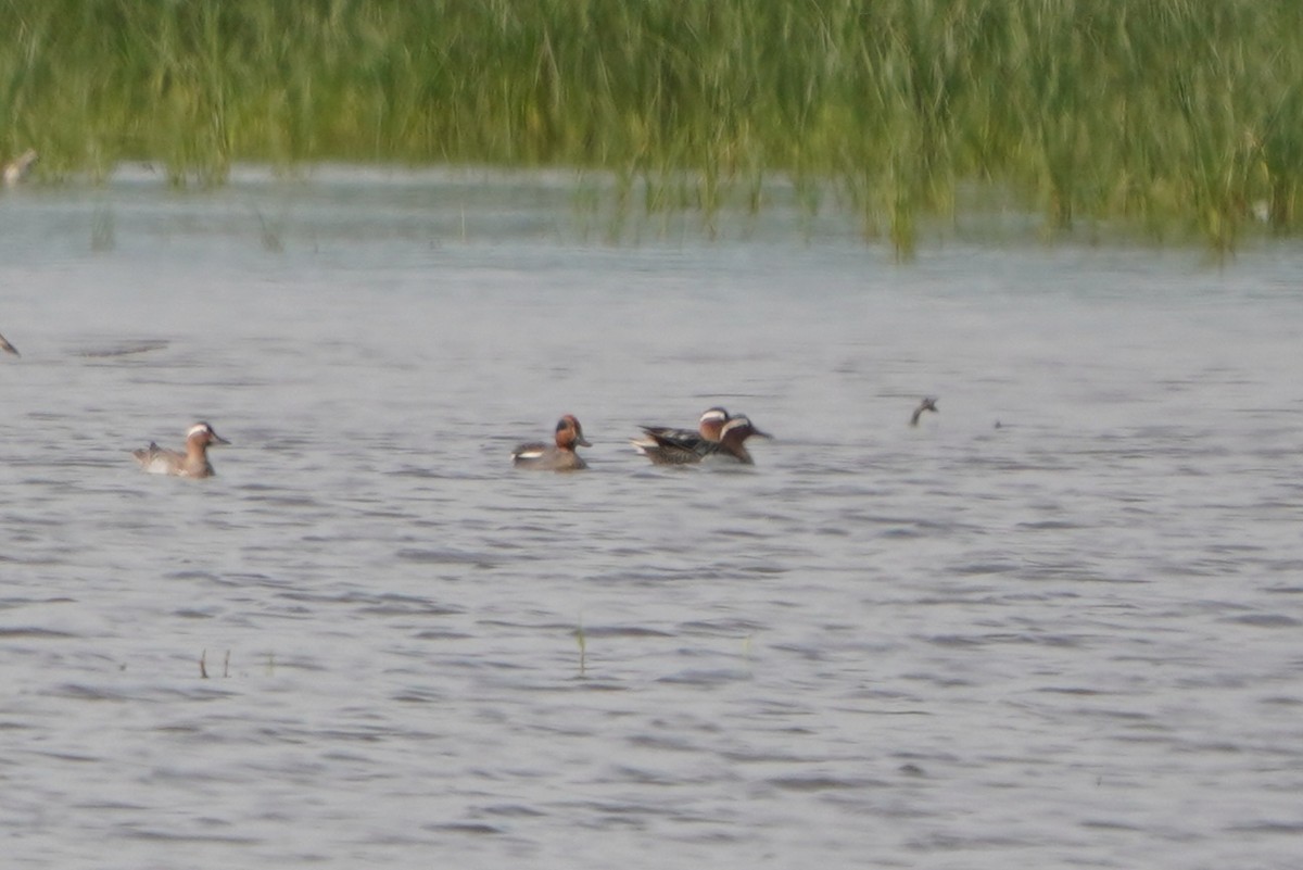 Чирянка велика - ML645771005