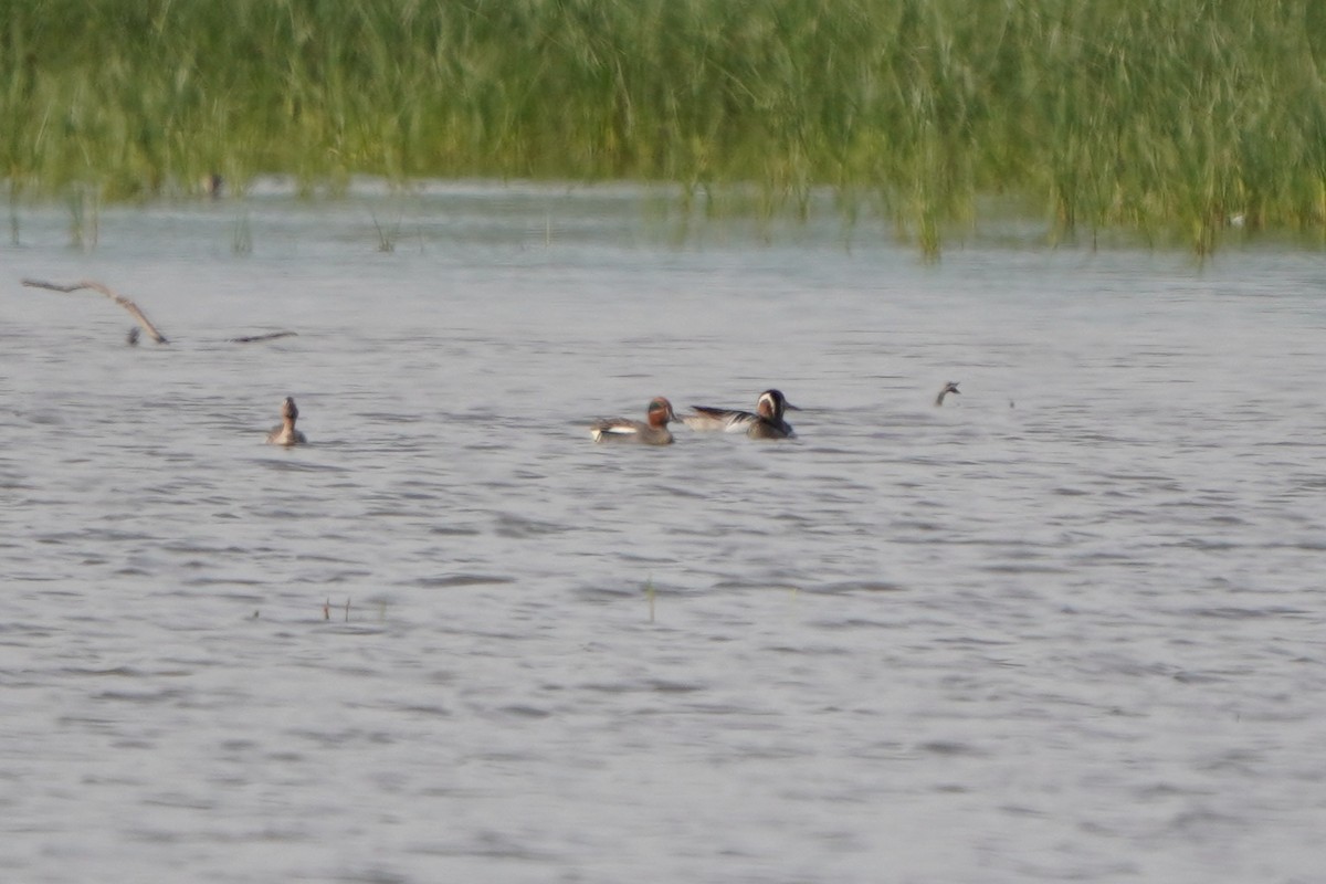 Чирянка велика - ML645771006