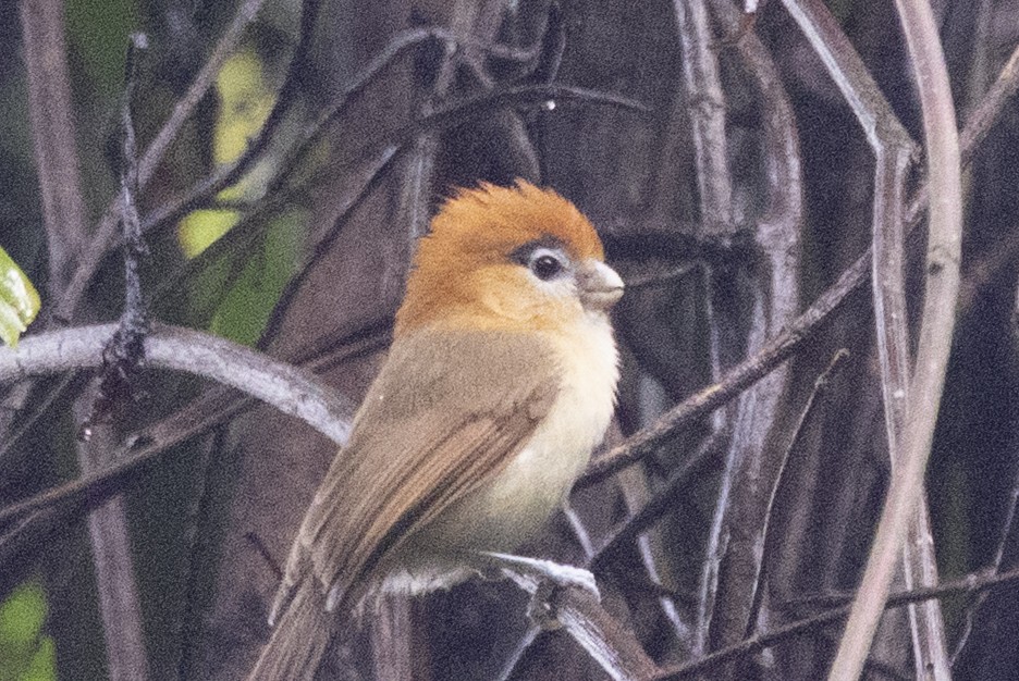 Сутора білогорла - ML645771007