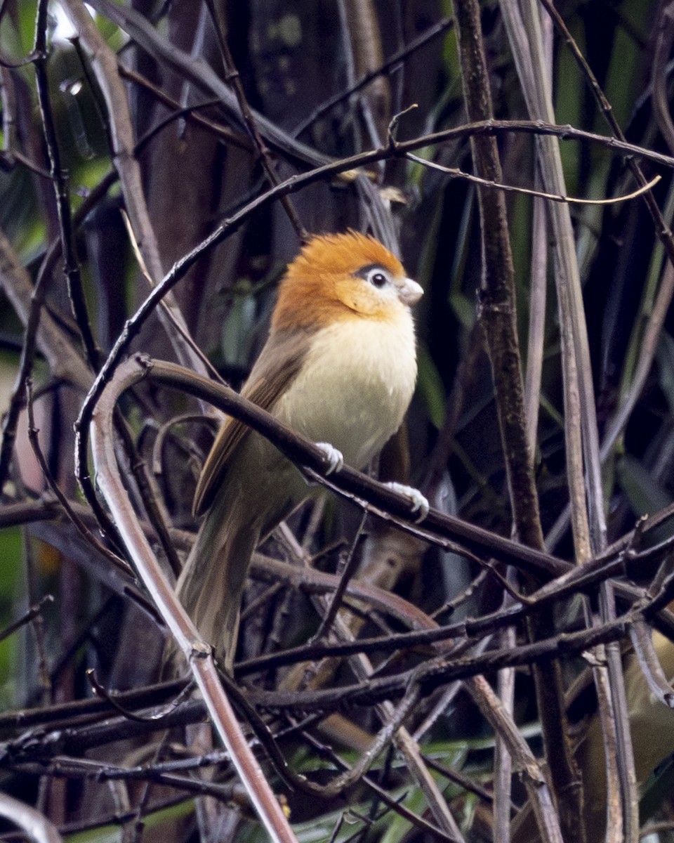 Сутора білогорла - ML645771008