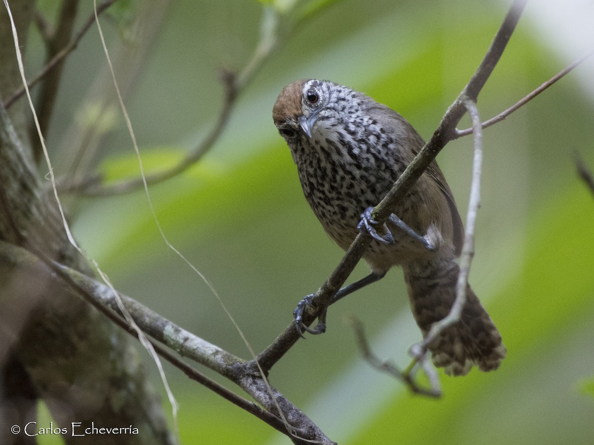 Spot-breasted Wren - ML64577101