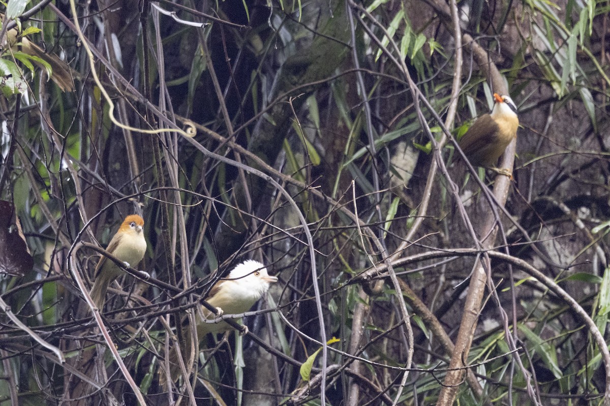 Чернобровая сутора - ML645771010