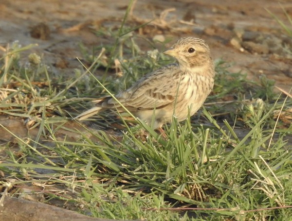 Песчаный жаворонок - ML645771011