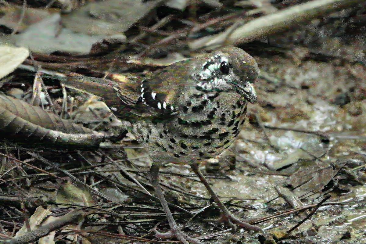 Ланкийский дрозд - ML645771012