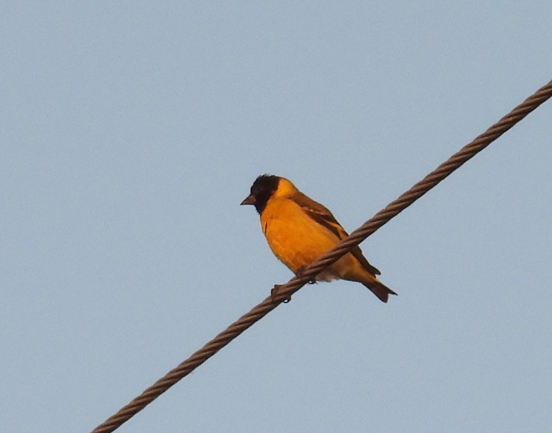 Магелланов чиж - ML645771018