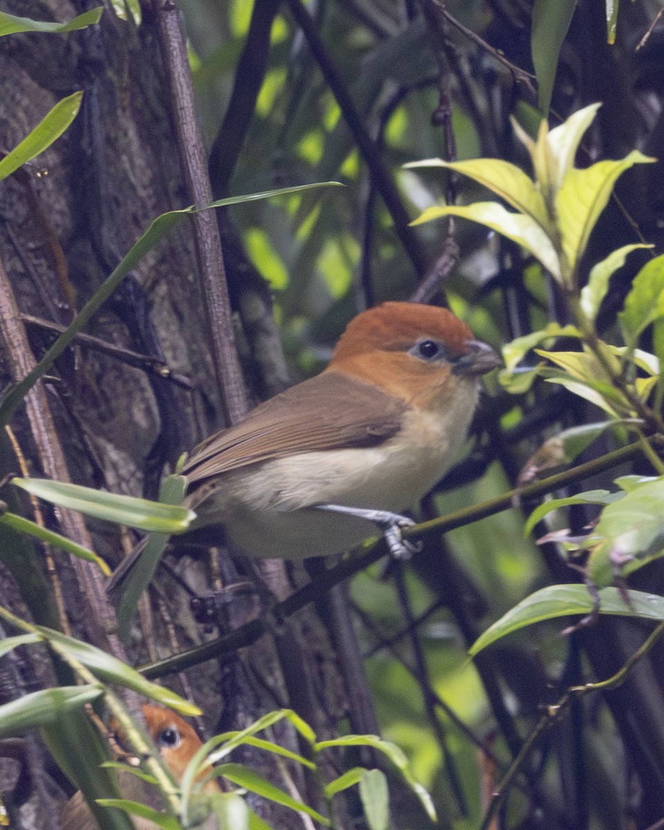 Рыжеголовая сутора - ML645771020