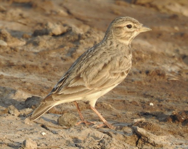 Песчаный жаворонок - ML645771022