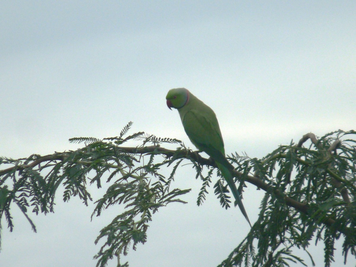 Попугай Крамера - ML645771023