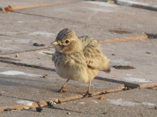 Песчаный жаворонок - ML645771025