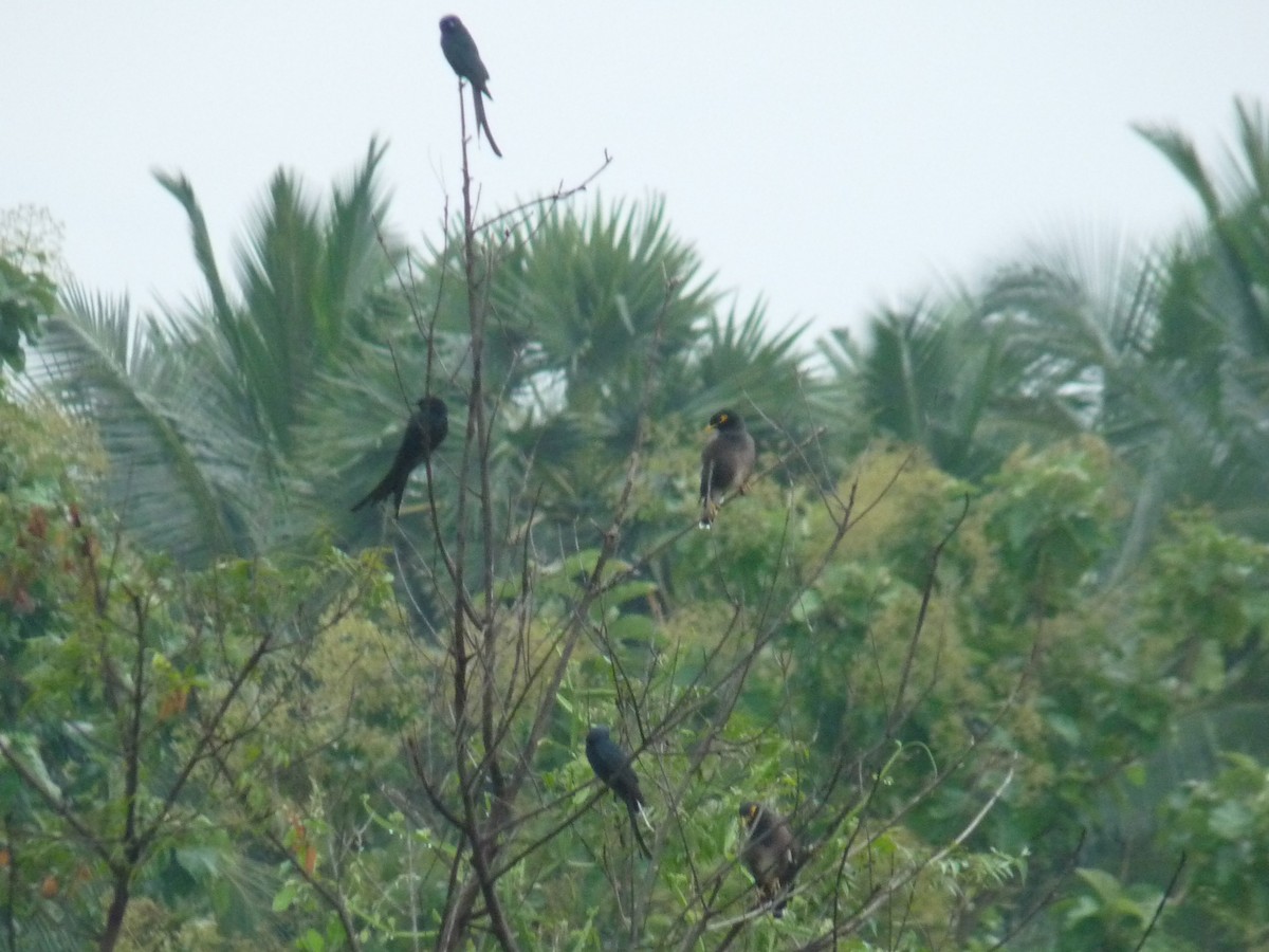 Черный дронго - ML645771026