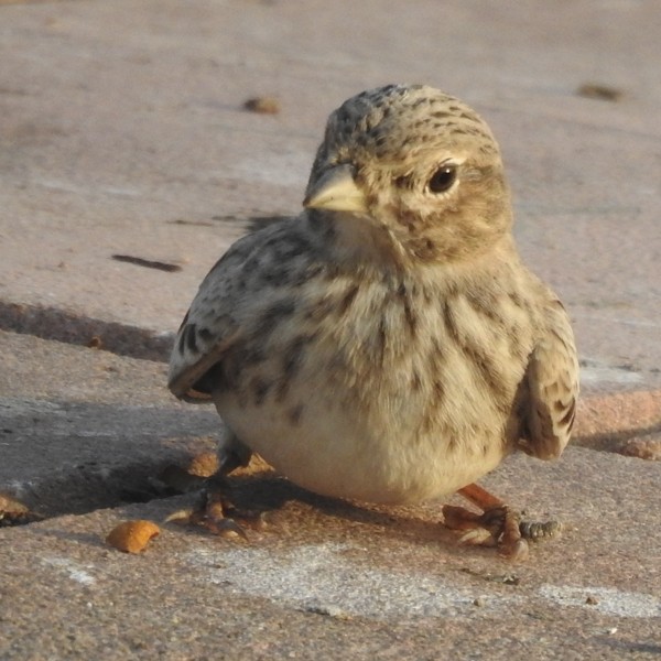 Песчаный жаворонок - ML645771028