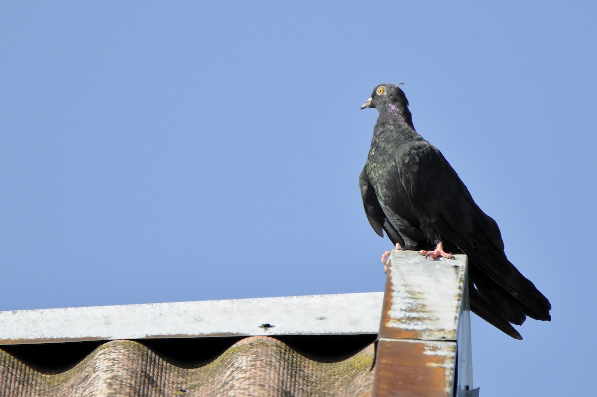 Сизый голубь (Одомашненного типа) - ML645771030