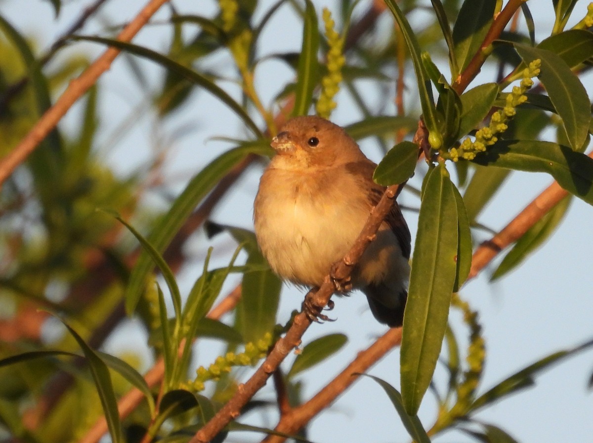Расписной просяночник - ML645771032