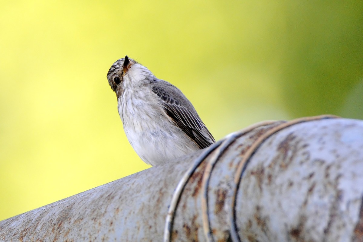 Серая мухоловка - ML645771034