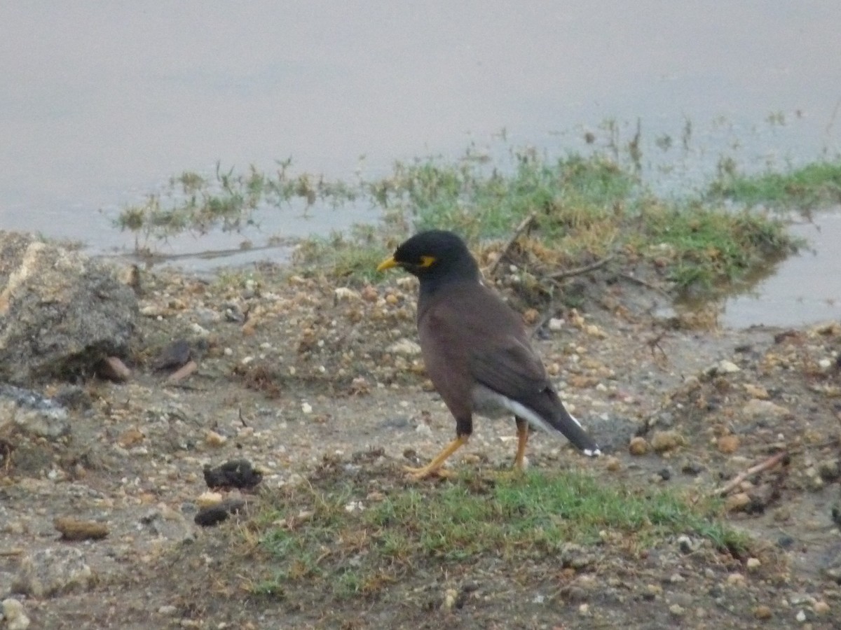 Майна - ML645771035