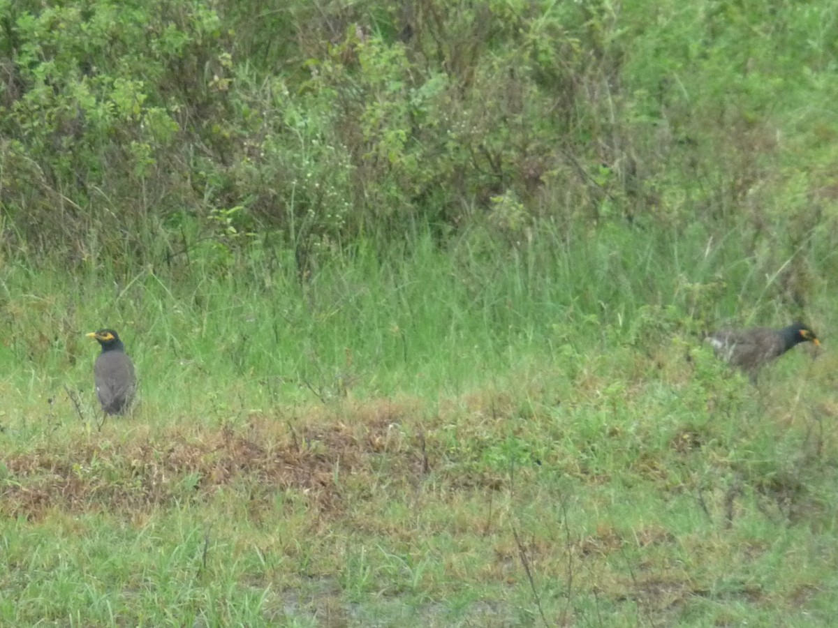 Майна - ML645771036