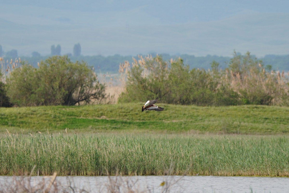 Огарь - ML645771037