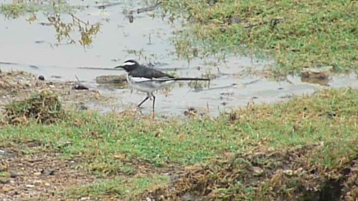 Белобровая трясогузка - ML645771038