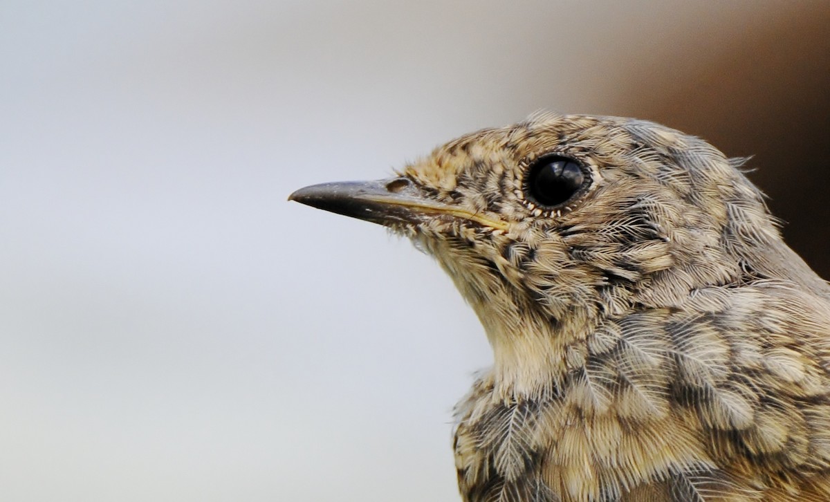 Обыкновенная горихвостка - ML645771039