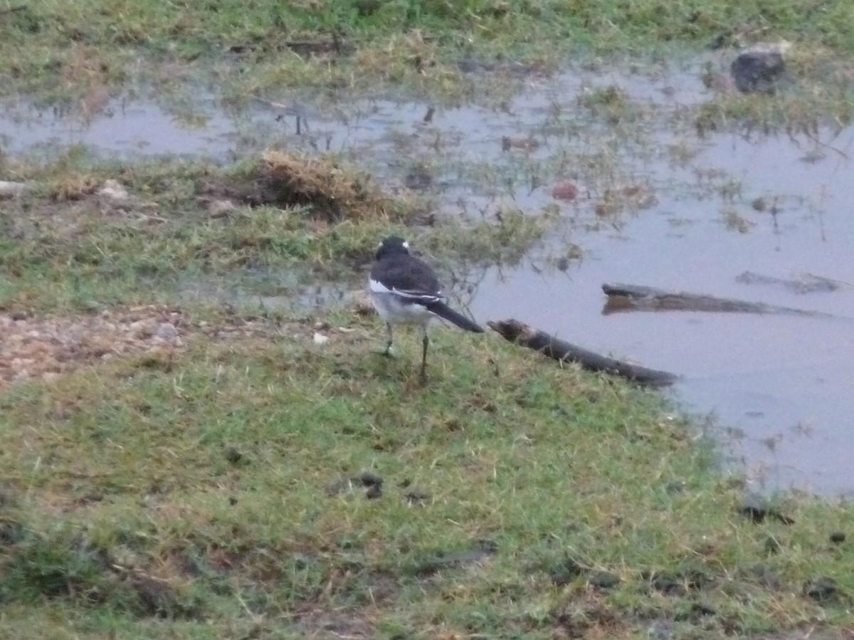 Белобровая трясогузка - ML645771040