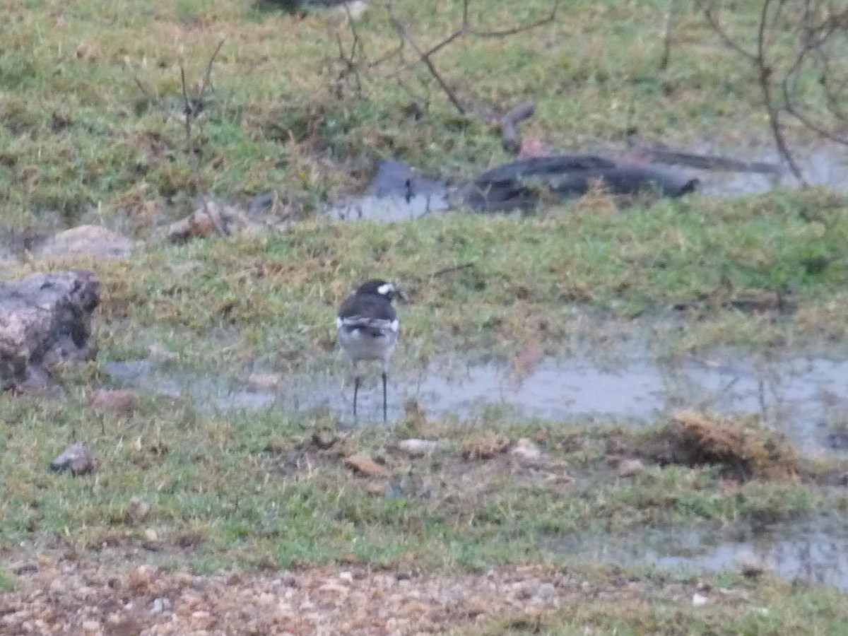 Белобровая трясогузка - ML645771041