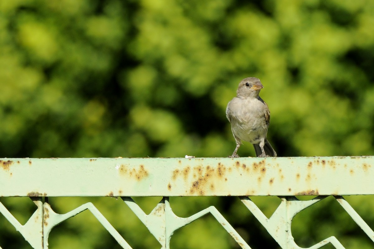Домовый воробей - ML645771042