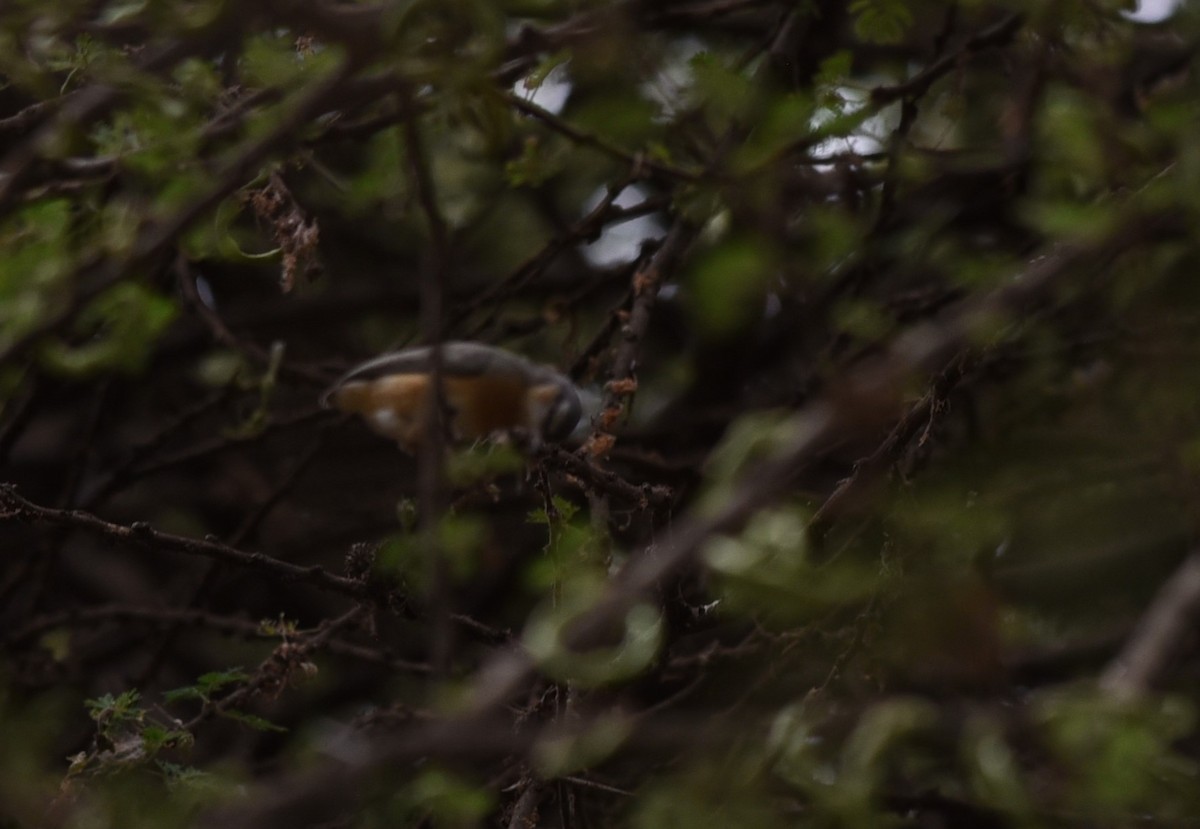 Короткохвостый кромбек - ML645771043