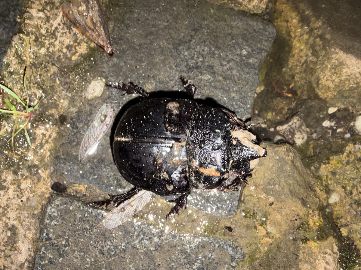 Animals - ML645771045