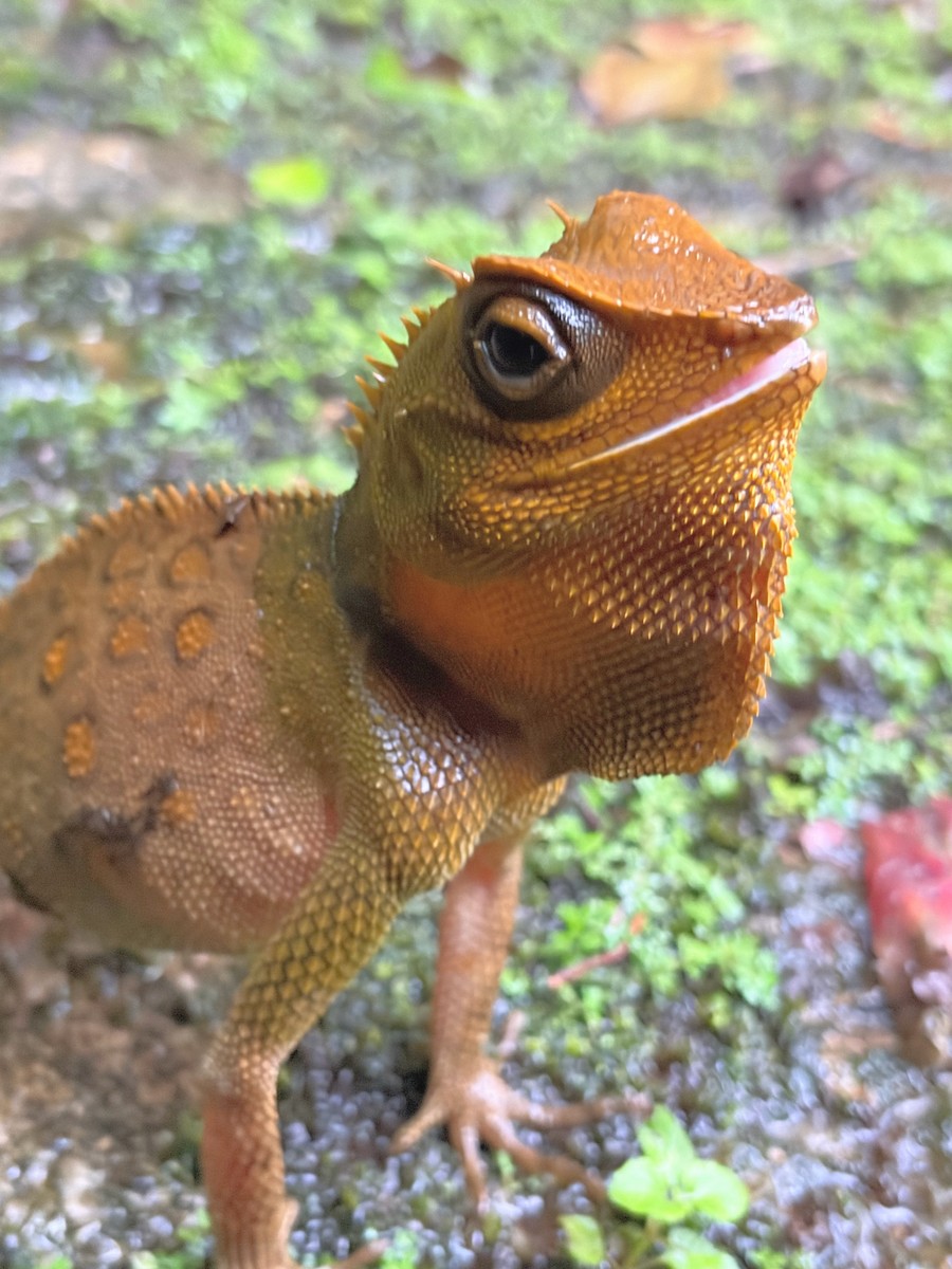 Animals - ML645771046