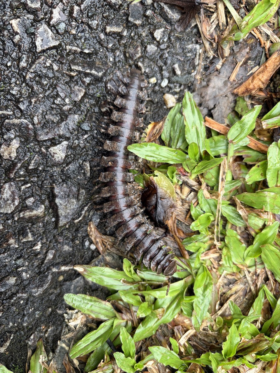 Animals - ML645771047