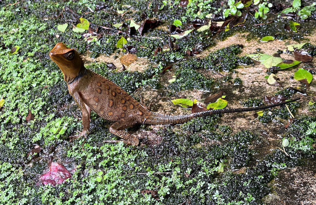 Animals - ML645771048