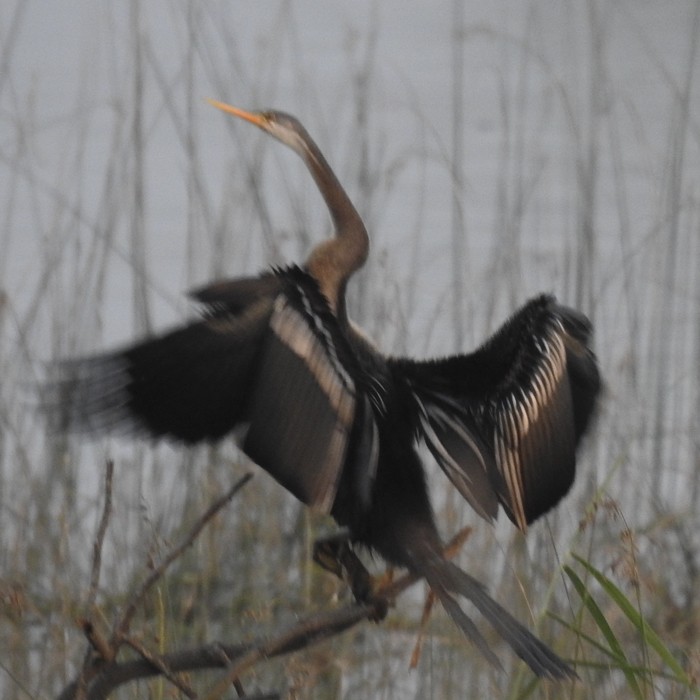 Азиатская змеешейка - ML645771049