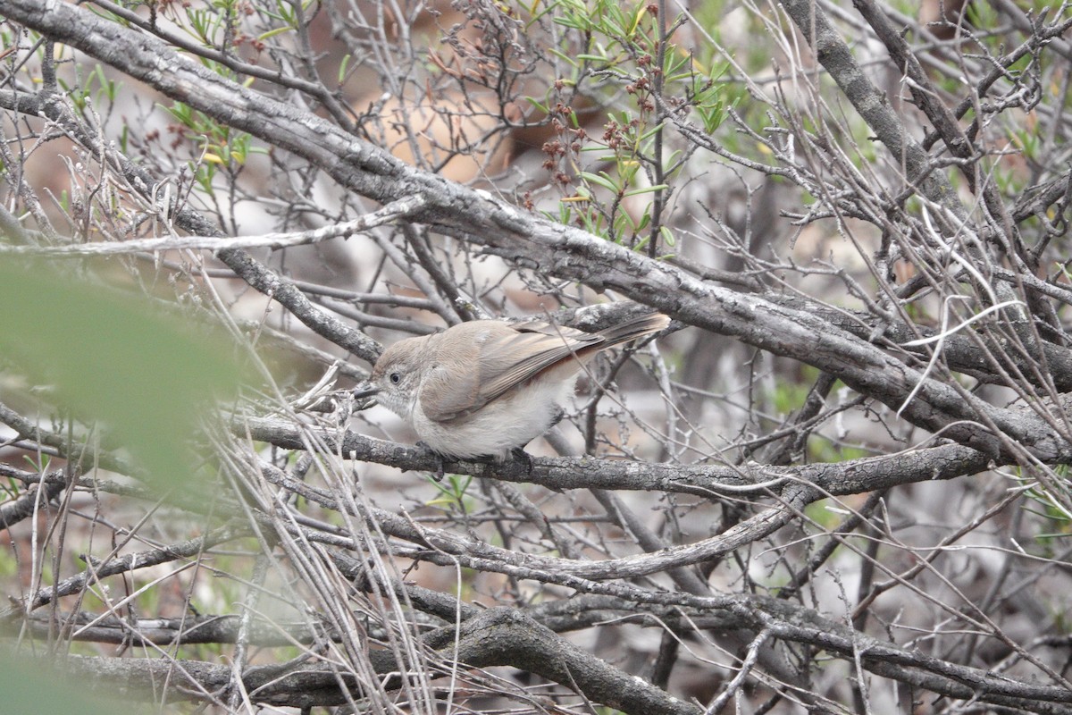 Шиподзьоб рудогузий - ML645771050