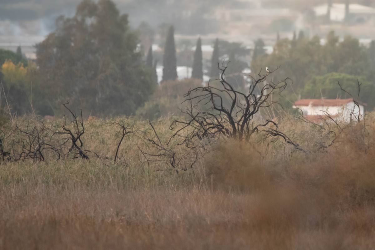 Дымчатый коршун - ML645771051