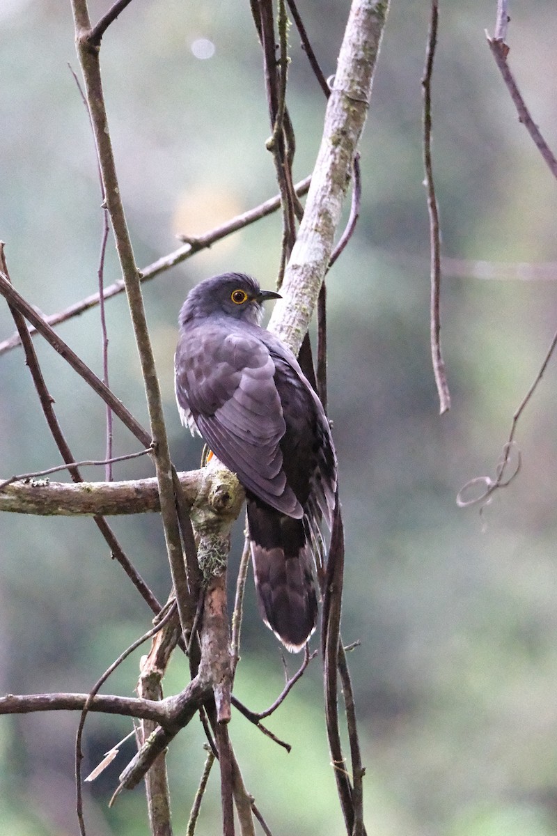 Dark Hawk-Cuckoo - ML645771053