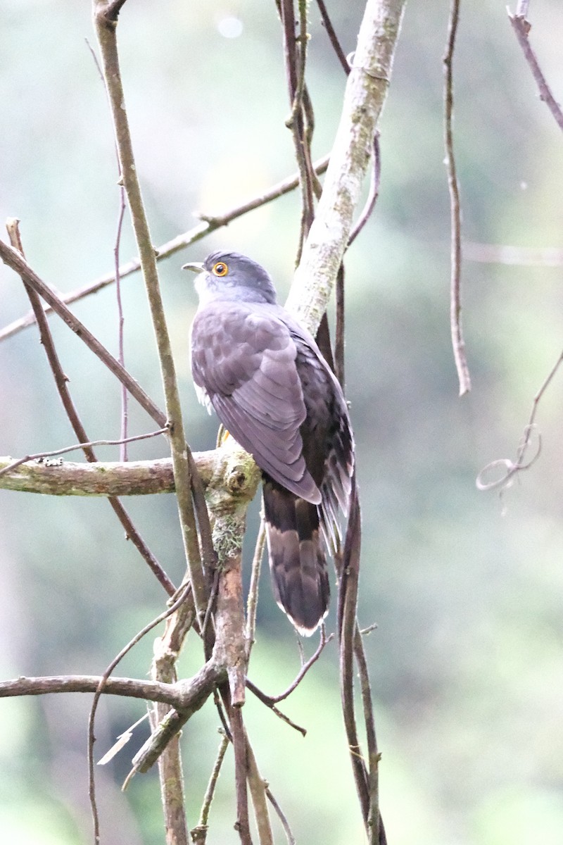 Dark Hawk-Cuckoo - ML645771054