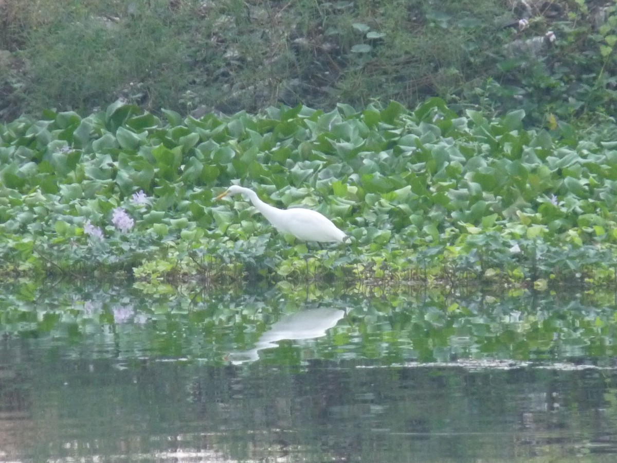 Чапля середня - ML645771056