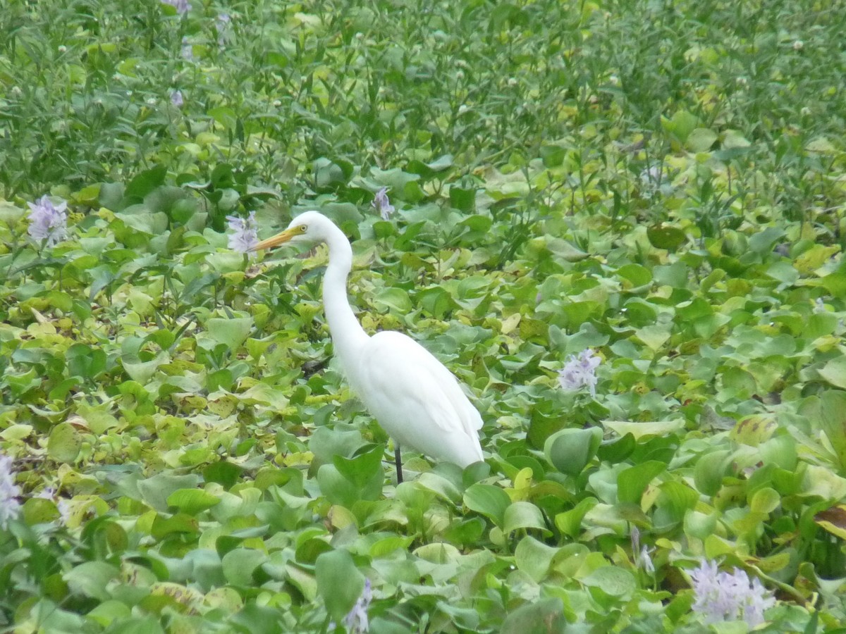 Чапля середня - ML645771057