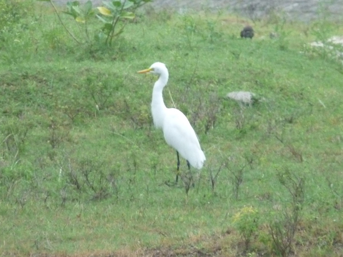 Чапля середня - ML645771059