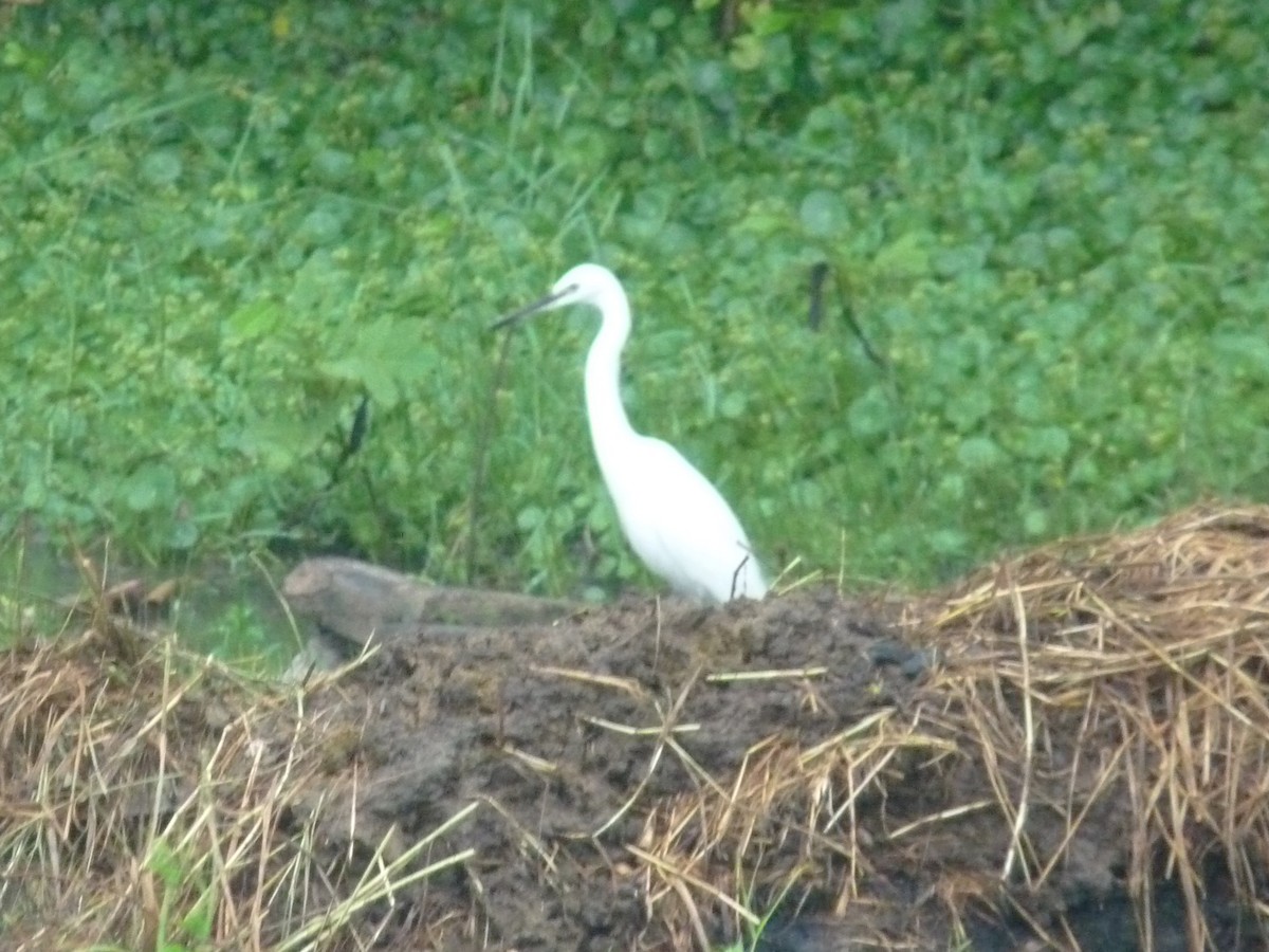 Чапля середня - ML645771060