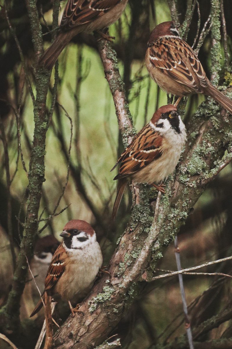 Горобець польовий - ML645771061