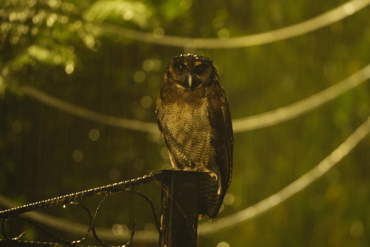 Сова бура - ML645771062