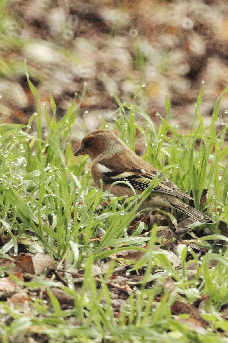 Зяблик звичайний - ML645771063