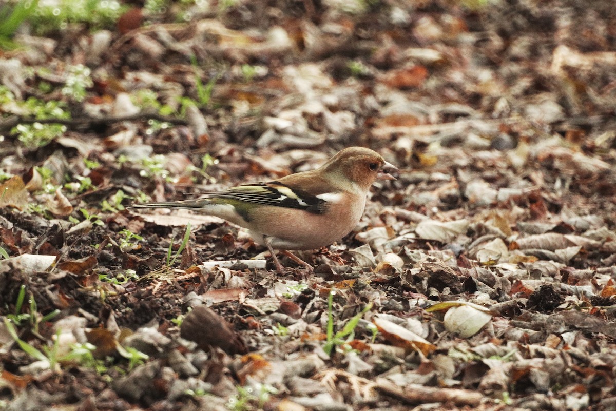 Зяблик звичайний - ML645771064