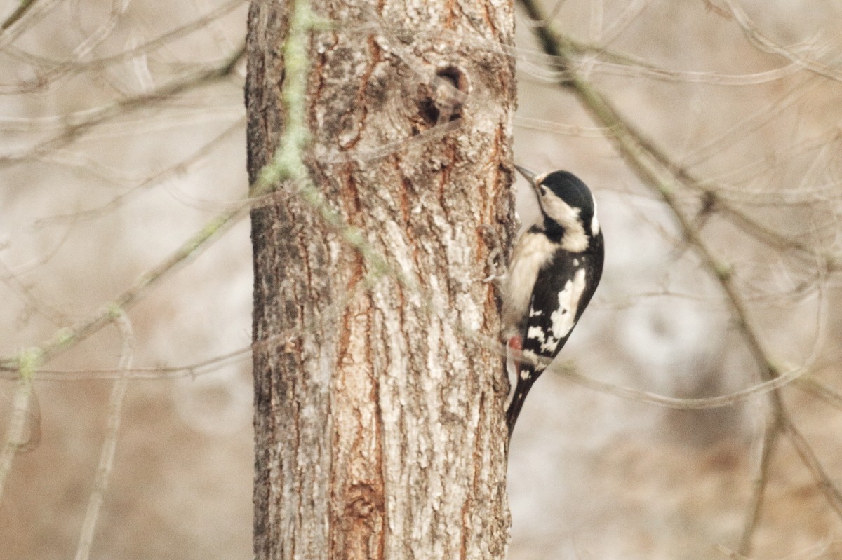 Дятел сирійський - ML645771065