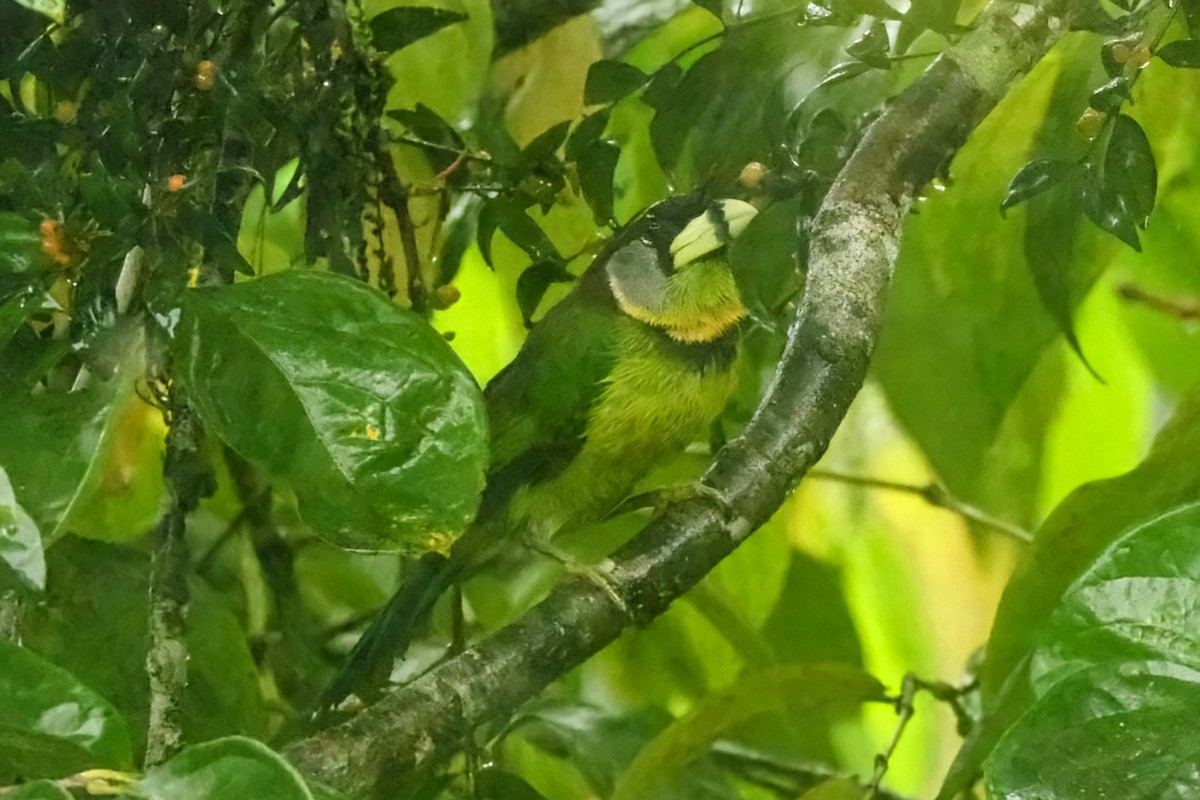 Бородастик червоночубий - ML645771066