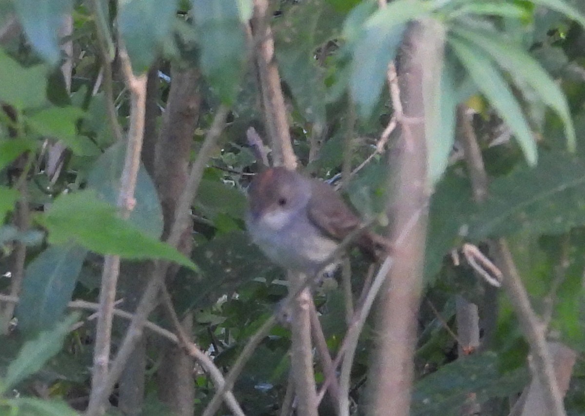 Тиранчик-рудь білочеревий - ML645771068